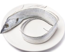 1000+(22lb)Ribbon Fish-Beltfish