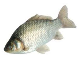 (550/750)Tilapia Fish(G/S)-(40lb)
