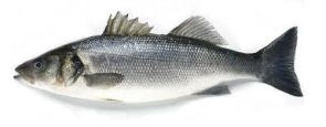 (600/800)Sea Bass(20lb/cs)