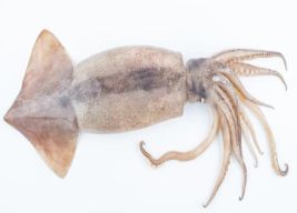 20/25cm Whole Loligo Squid- 11.05lb/cs